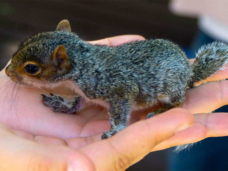 hands holding a baby squirrel