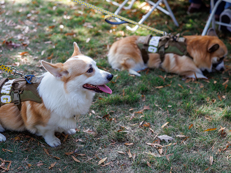 Corgis sitting on the grass at the Homecoming Tailgate